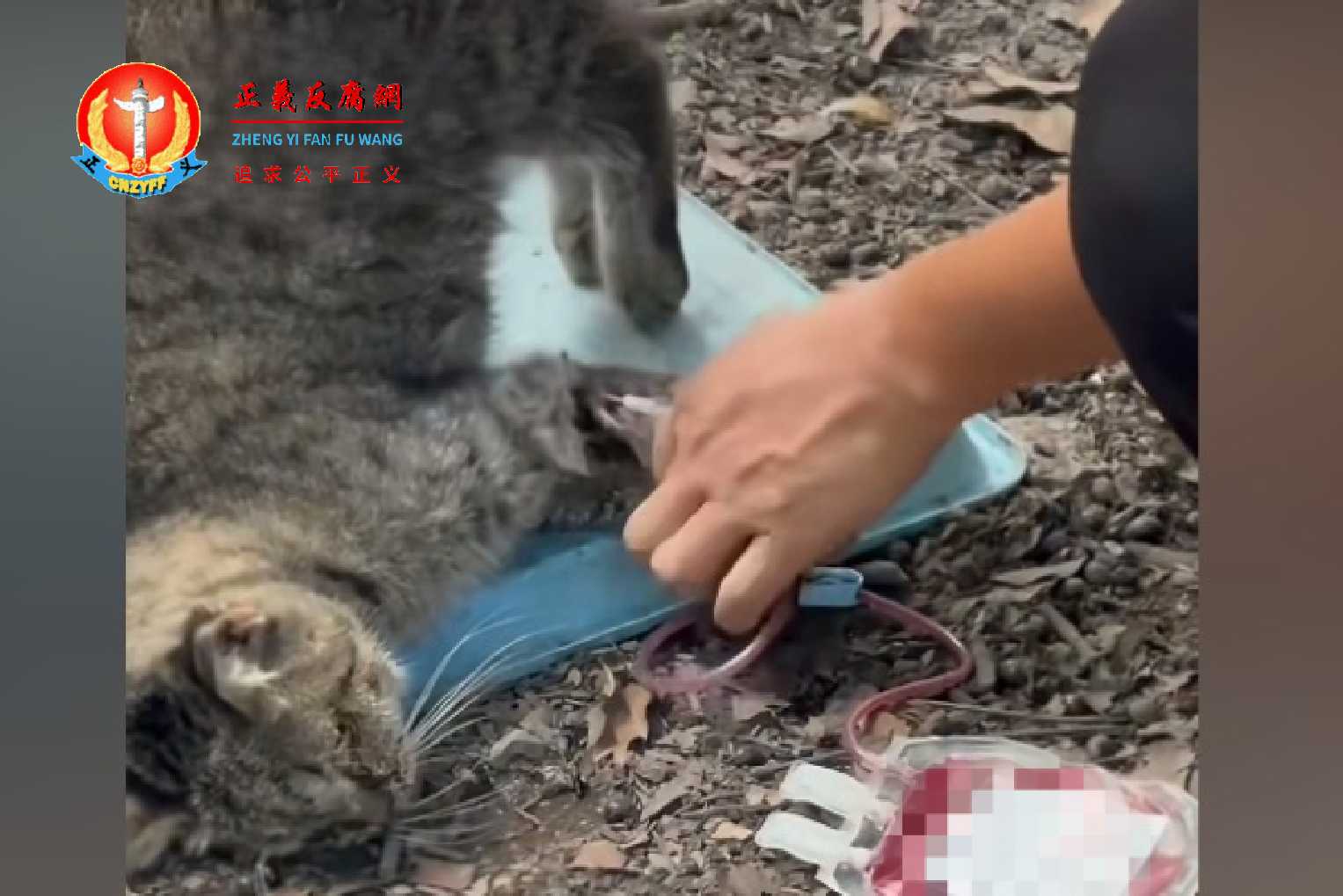 一只已经瘫软的花猫前脚被扎入抽血用的空心针管,正往外抽血。.jpg 一只已经瘫软的花猫前脚被扎入抽血用的空心针管,正往外抽血。.jpg